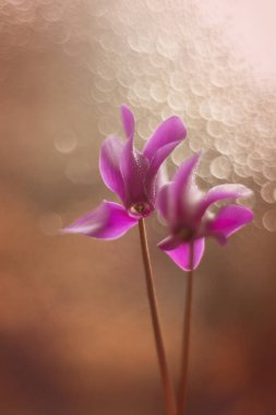 Açan siklamen, arkaplan ya da duvar kâğıdı. Çiçek motifli, tasarımınız için.