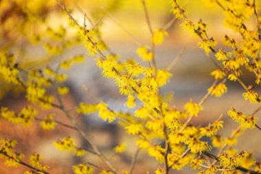 Yellow spring flowers (Hamamelis virginiana) in the park. Floral wallpaper or background for your project clipart