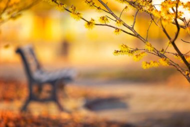 Yellow spring flowers (Hamamelis virginiana) in the park. Floral wallpaper or background for your project clipart