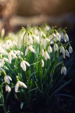 Kardamlaları (Galanthus nivalis L.), bahçedeki ve ormandaki beyaz bahar çiçekleri. Tasarımınız için çiçek duvar kağıdı veya arkaplan