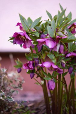 Bahar bahçesinde pembe çınar çiçekleri. Projeniz için çiçek duvar kağıdı veya arkaplan