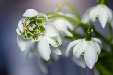 Kardamlaları (Galanthus nivalis L.), bahçedeki ve ormandaki beyaz bahar çiçekleri. Tasarımınız için çiçek duvar kağıdı veya arkaplan