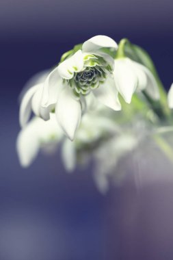 Kardamlaları (Galanthus nivalis L.), bahçedeki ve ormandaki beyaz bahar çiçekleri. Tasarımınız için çiçek duvar kağıdı veya arkaplan