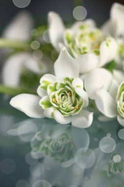 Kardamlaları (Galanthus nivalis L.), bahçedeki ve ormandaki beyaz bahar çiçekleri. Tasarımınız için çiçek duvar kağıdı veya arkaplan