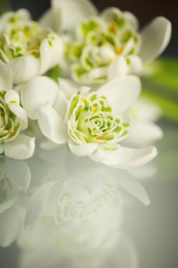 Kardamlaları (Galanthus nivalis L.), bahçedeki ve ormandaki beyaz bahar çiçekleri. Tasarımınız için çiçek duvar kağıdı veya arkaplan