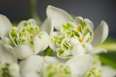Kardamlaları (Galanthus nivalis L.), bahçedeki ve ormandaki beyaz bahar çiçekleri. Tasarımınız için çiçek duvar kağıdı veya arkaplan