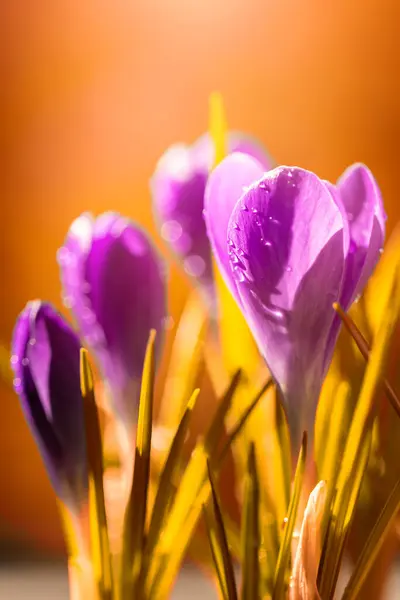 Mor timsahlar, bahar çiçekleri, çiçek duvar kağıtları ya da dizaynınız için çiçek arkaplanı