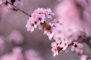 Pissardi kiraz çiçeği (Sakura), pembe bahar arkaplanı, duvar kağıdı, çiçek deseni