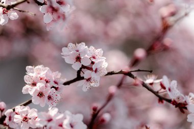 Pissardi kiraz çiçeği (Sakura), pembe bahar arkaplanı, duvar kağıdı, çiçek deseni