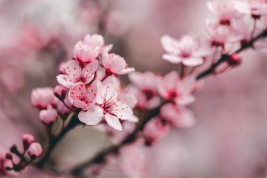 Pissardi kiraz çiçeği (Sakura), pembe bahar arkaplanı, duvar kağıdı, çiçek deseni