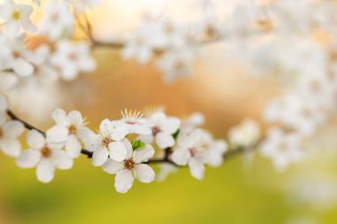 Çiçek açan siyah dikenli erik (Prunus spinosa L.), beyaz yay arkaplan, duvar kağıdı, çiçek deseni
