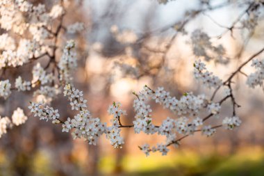 Çiçek açan siyah dikenli erik (Prunus spinosa L.), beyaz yay arkaplan, duvar kağıdı, çiçek deseni