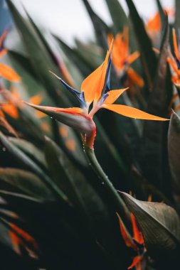 Strelitzia reginae, Madeira 'daki tropikal bahçe, çiçek duvar kağıdı, ya da bir proje için arka plan