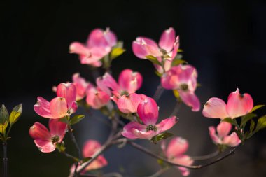 Pembe Çeroki Şefi Çiçekli Dogwood Çiçekleri, Duvar Kağıdı veya Projeniz İçin Arkaplan