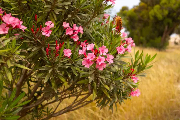 Güzel pembe çiçekler, doğa arka planı