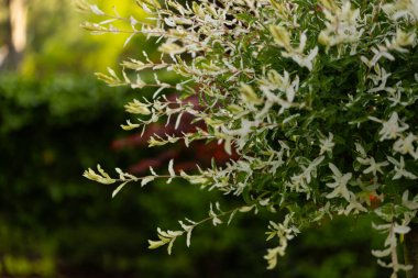 Bahçedeki beyaz çiçek..