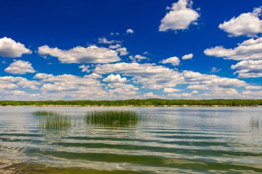 Yaz göl ormanın içinde