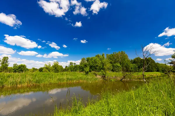 Yazın yeşil tarla ve mavi gökyüzü ile nehir