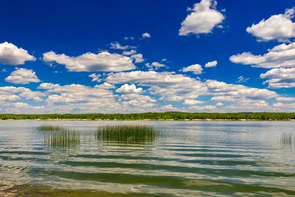 Yaz göl ormanın içinde