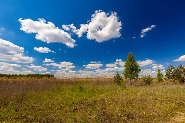Ağacı ve mavi gökyüzü olan güzel bir manzara.