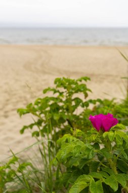 denizde güzel çiçekler