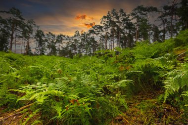Akşamları güzel bir orman.