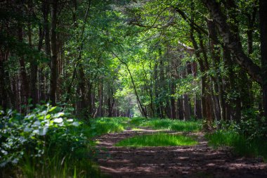 Ormandaki patikanın dikey görüntüsü.