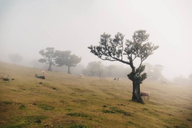 Dağlarda bir ağacı olan güzel bir manzara, fanal ormanı, madeira