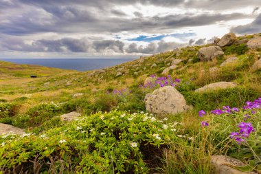 Kıyı manzaralı yabani çiçekler ve okyanus, Ponta de Sao Laurenco, Madeira