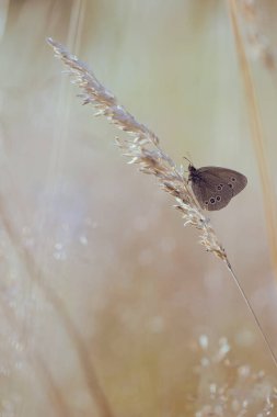 Bir yaz çayırında kahverengi kelebek (Aphantopus hyperantus). Doğanın ve vahşi yaşamın güzelliği.  
