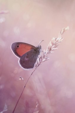 Güzel yaz kelebeği (Coenonympha gliserion))