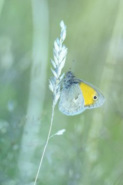 Güzel yaz kelebeği (Coenonympha gliserion))