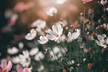 Kozmos çiçekleri (Cosmos bipinnatus) bahçede, çiçek duvar kağıtları, tasarımınız için arka plan