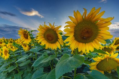 Batan güneşte sarı ayçiçeği çiçekleri, çiçek açan ayçiçekleri olan tarla, kırsal manzara, arka plan ya da tasarımın için duvar kağıdı.