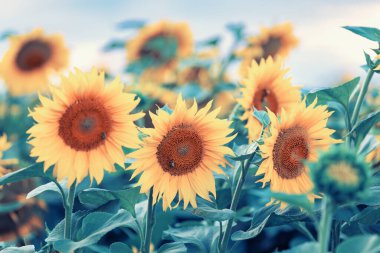 Batan güneşte sarı ayçiçeği çiçekleri, çiçek açan ayçiçekleri olan tarla, kırsal manzara, arka plan ya da tasarımın için duvar kağıdı.