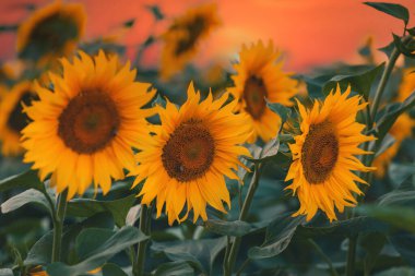 Batan güneşte sarı ayçiçeği çiçekleri, çiçek açan ayçiçekleri olan tarla, kırsal manzara, arka plan ya da tasarımın için duvar kağıdı.