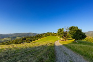 Tepeler arasındaki dağ manzarası ve altın saatinde yemyeşil alanlar Beskid Dağları, Cienkow, Polonya