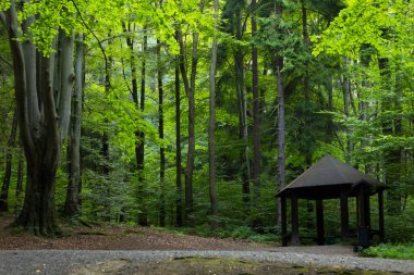 Polonya 'nın Bielsko-Biala kentindeki Beskid Dağları' ndaki yeşil orman yolları
