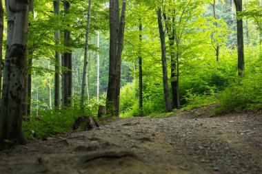 Polonya 'nın Bielsko-Biala kentindeki Beskid Dağları' ndaki yeşil orman yolları