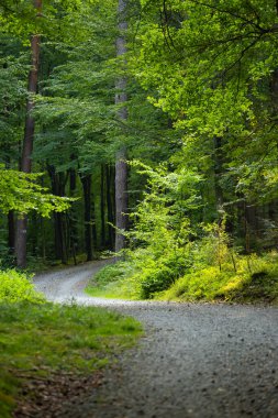 Polonya 'nın Bielsko-Biala kentindeki Beskid Dağları' ndaki yeşil orman yolları