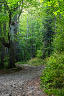 Polonya 'nın Bielsko-Biala kentindeki Beskid Dağları' ndaki yeşil orman yolları