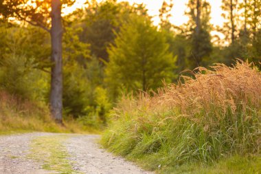 Polonya 'nın Bielsko-Biala kentindeki Beskid Dağları' ndaki yeşil orman yolları