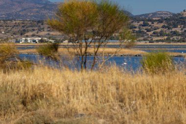 Sakin bir gölde flamingolar, parlak güneş ışığı altında yiyecek arıyorlar.