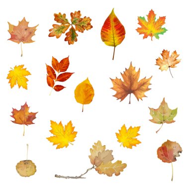 Renkli sonbahar yaprakları. Suluboya vektör illüstrasyonu 