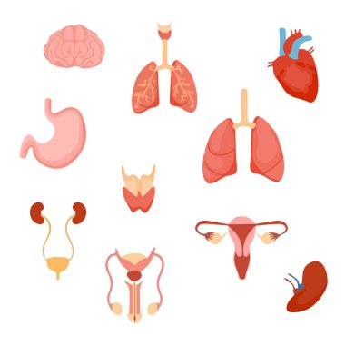 İnsan iç organları. Mide ve ciğerler, böbrekler ve kalp, beyin, bağırsaklar ve karaciğer. Vektör illüstrasyonu
