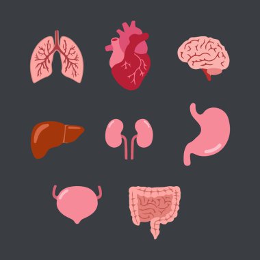 İnsan iç organları. Mide ve ciğerler, böbrekler ve kalp, beyin, bağırsaklar ve karaciğer. Vektör illüstrasyonu