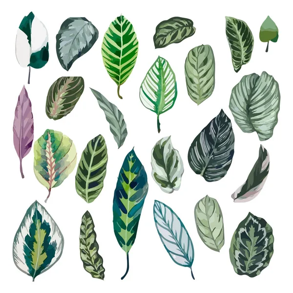 stock vector Tropical leaves collection. Hand drawn watercolor vector illustration isolated elements on the white background