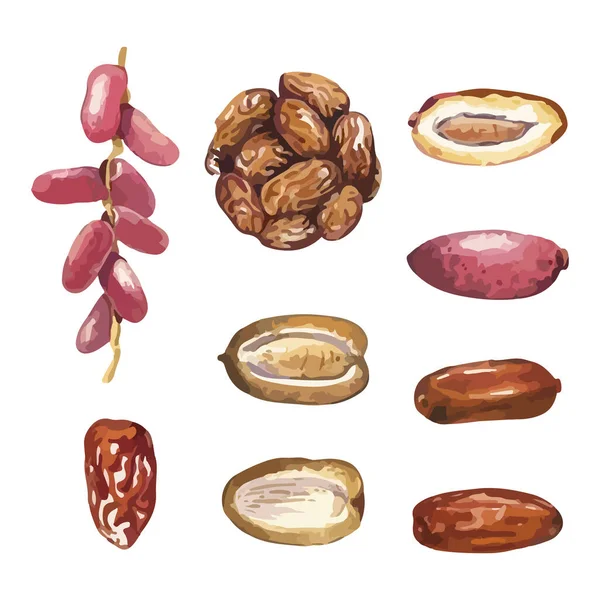 Fechas Frutas Comida Para Iftar Ramadán Ilustración Vectorial Acuarela Dibujada — Archivo Imágenes Vectoriales