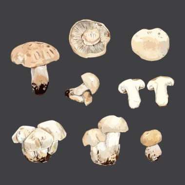 Suluboya mantar seti. El çizimi vektör illüstrasyonu.