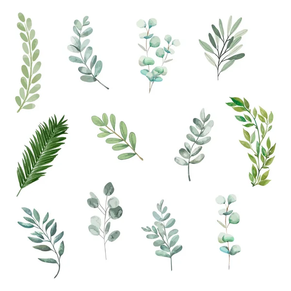 水彩の緑の葉の要素のセット 結婚式の招待に適した白い背景に隔離された植物ベクトルを収集し 日付を保存し ありがとう またはグリーティングカード ベクターイラスト — ストックベクタ